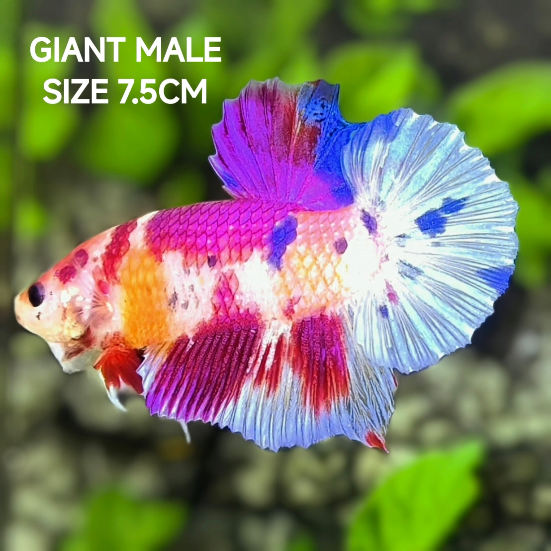 Multicolor Candy Purple JUMBO GIANT HMPK Betta Fish Male