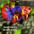 Short Body Multicolor Candy JUMBO GIANT HMPK Betta Fish Male
