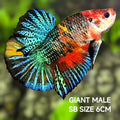Short Body Koi Metalic JUMBO GIANT HMPK Betta Fish Male