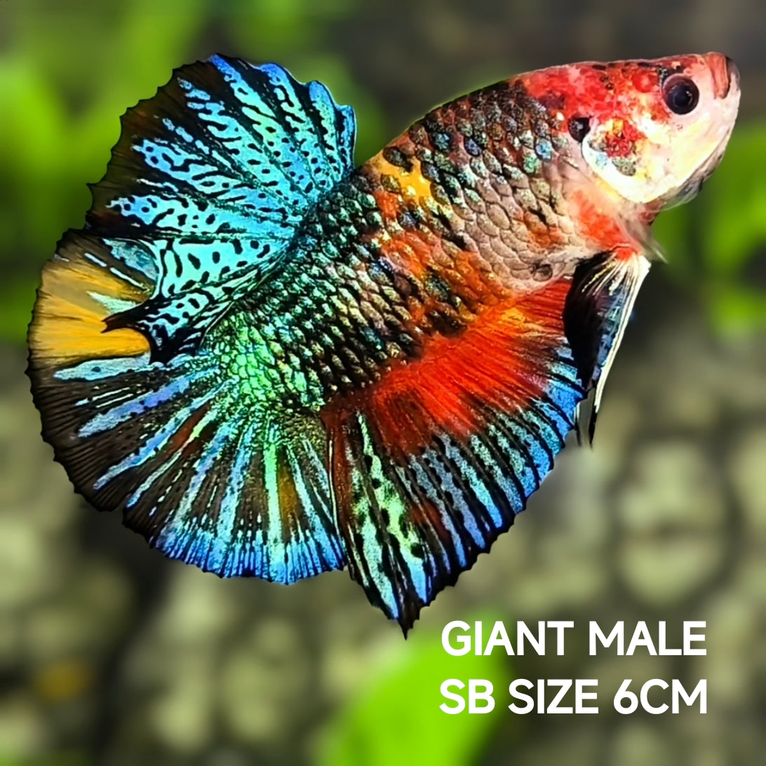 Short Body Koi Metalic JUMBO GIANT HMPK Betta Fish Male