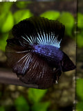 Black Purple Orchid Doubletail Halfmoon Betta Fish Male