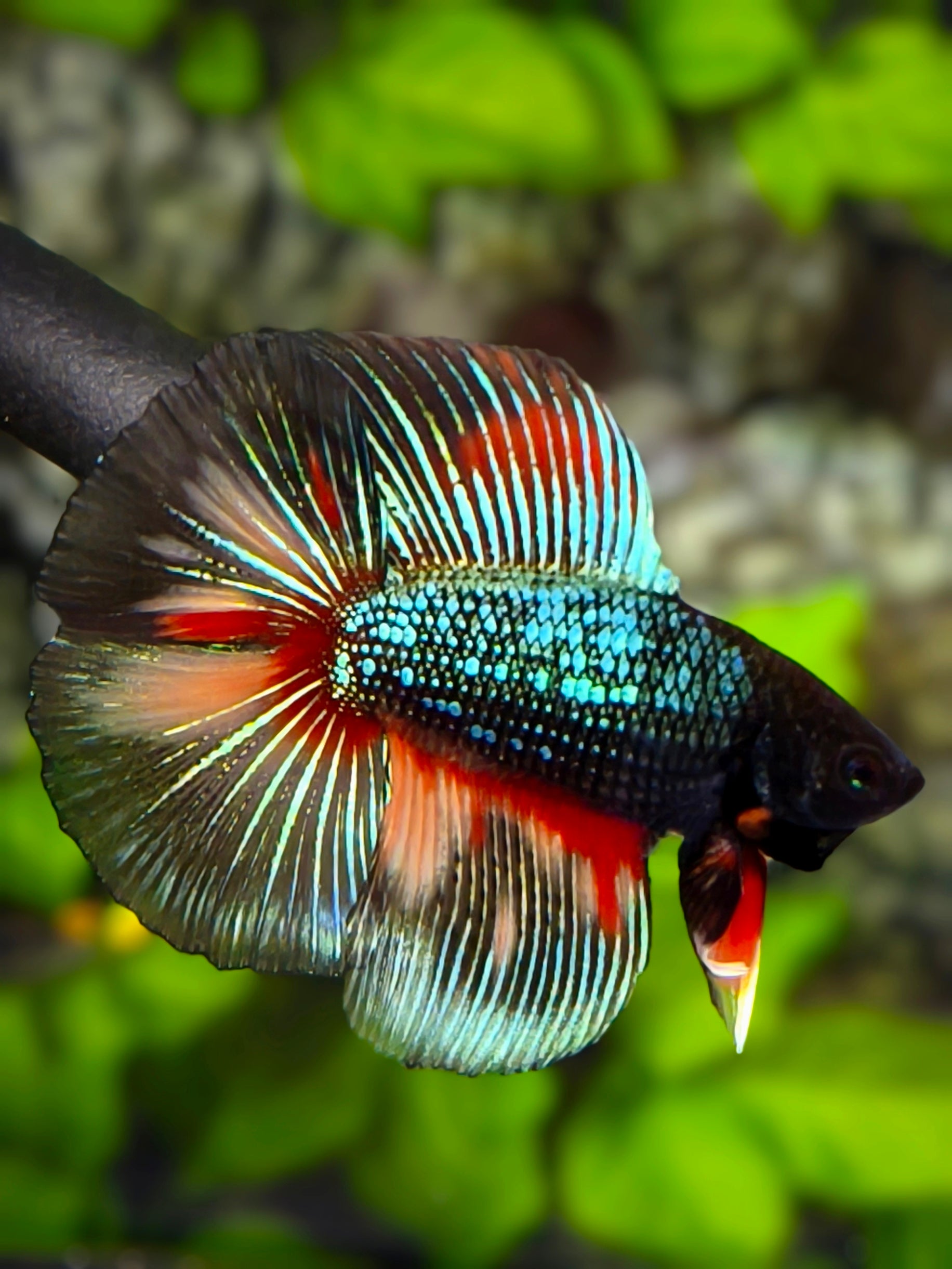 Green Black Nemo Variation Halfmoon Betta Fish Male