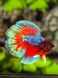 Blue Red Butterfly Doubletail Halfmoon Betta Fish Male