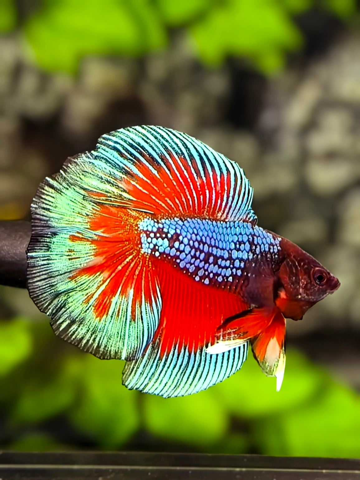 Blue Red Butterfly Doubletail Halfmoon Betta Fish Male