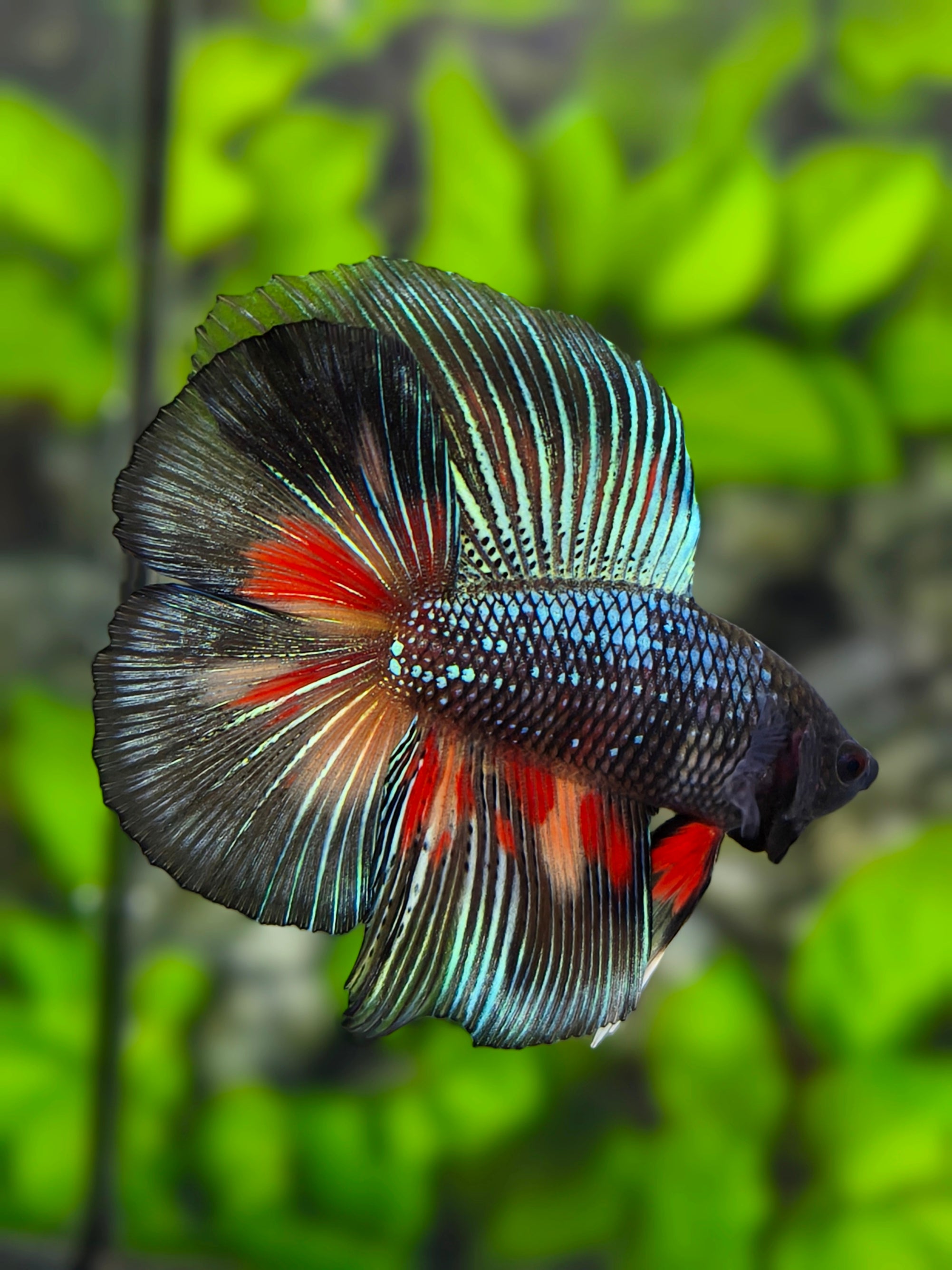Black Nemo Variation Halfmoon Betta Fish Male