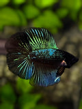 Black Green Orchid Doubletail Halfmoon Betta Fish Male
