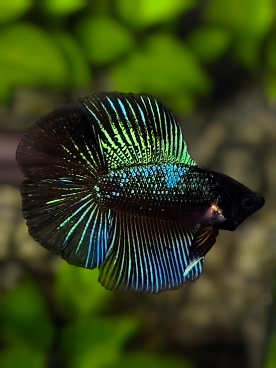 Black Green Orchid Doubletail Halfmoon Betta Fish Male