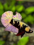 Avatar Copper Purple Gold HMPK Betta Fish Male