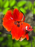 Red Koi Tiger Halfmoon Betta Fish Male