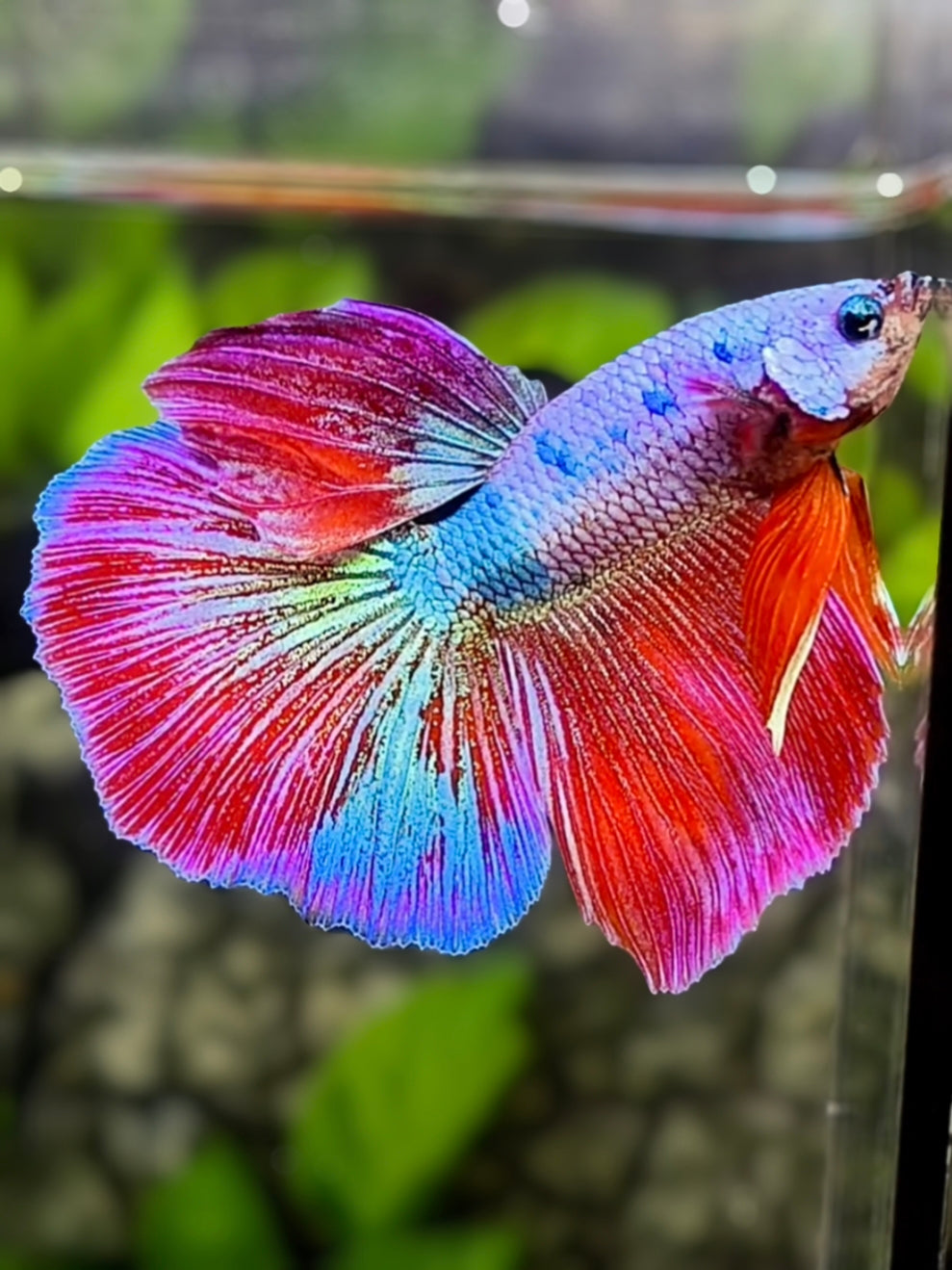 MULTICOLOR – Zaga Farm