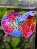 Multicolor Candy Halfmoon Betta Fish Male