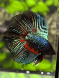 Green Black Orchid Doubletail Halfmoon Betta Fish Male