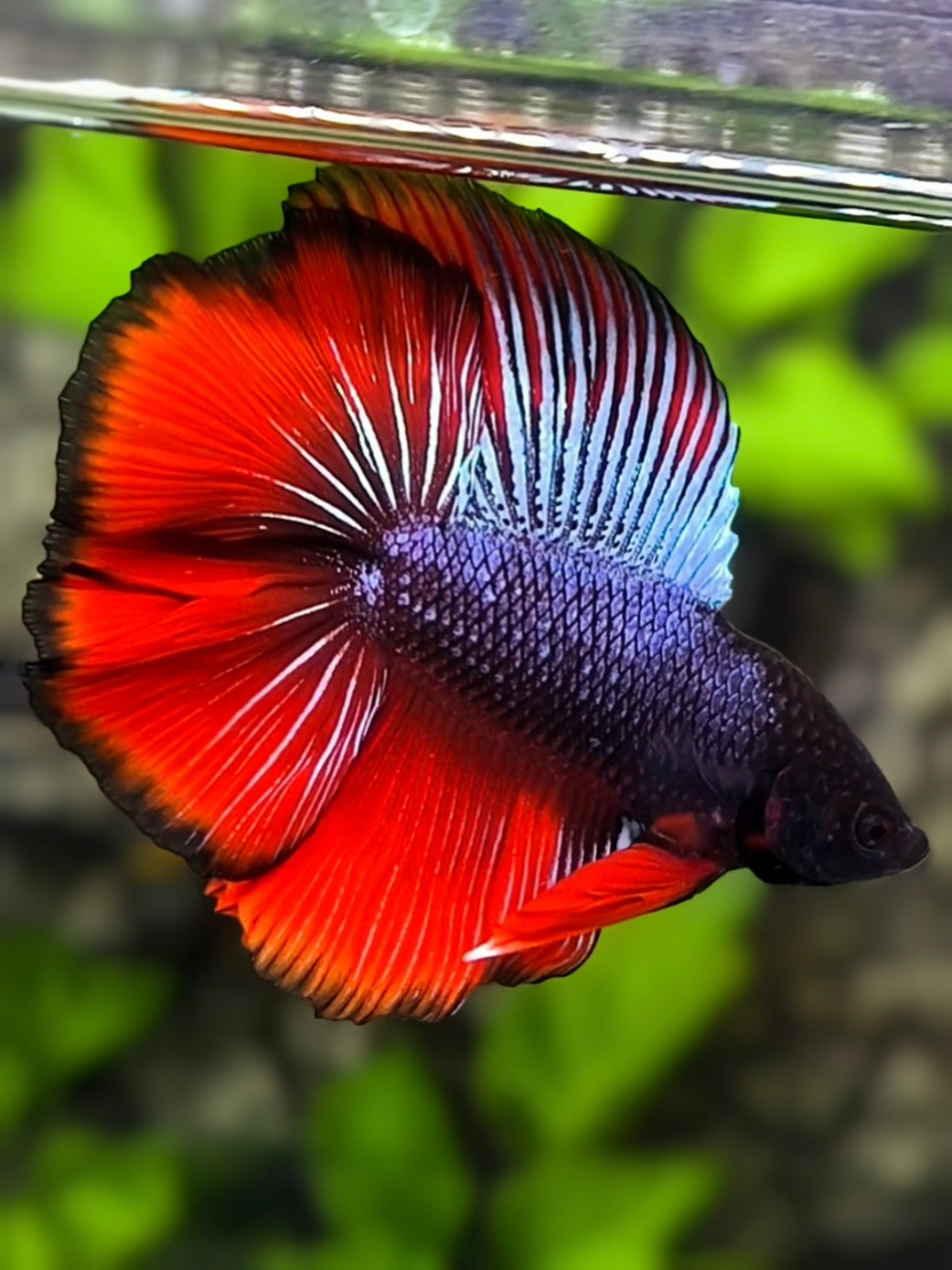 Purple Red Doubletail Halfmoon Betta Fish Male