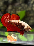 Red Samurai HMPK Betta Fish Male