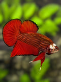 Red Mamba Pineapple HMPK Betta Fish Male