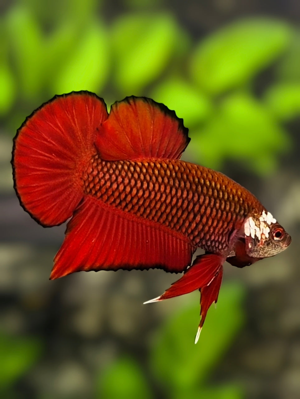 Red Mamba Pineapple HMPK Betta Fish Male