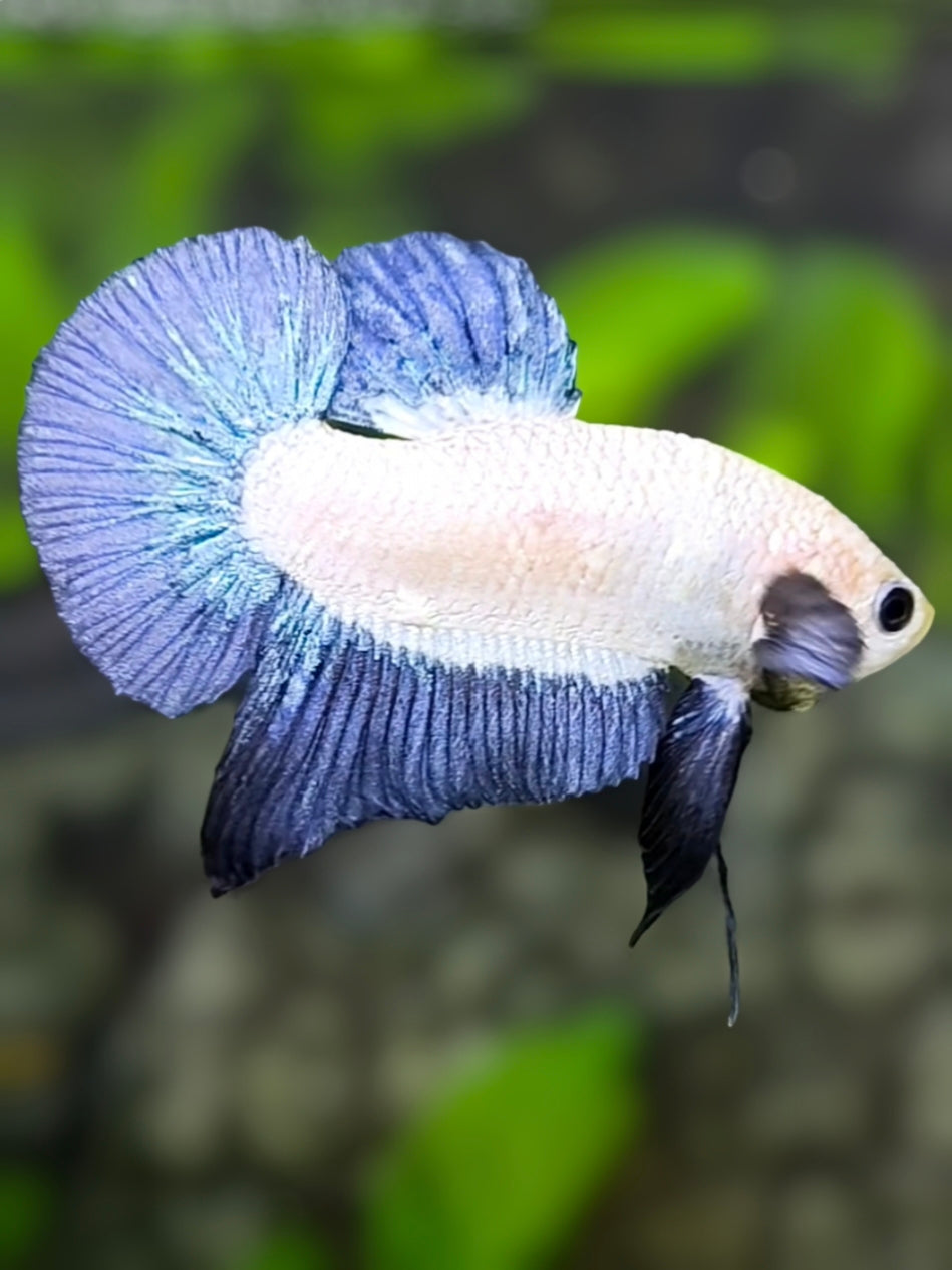 Steel Blue Rim Bicolor HMPK Betta Fish Male