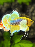 Yellow Salamander Dumbo Ears HMPK Betta Fish Male