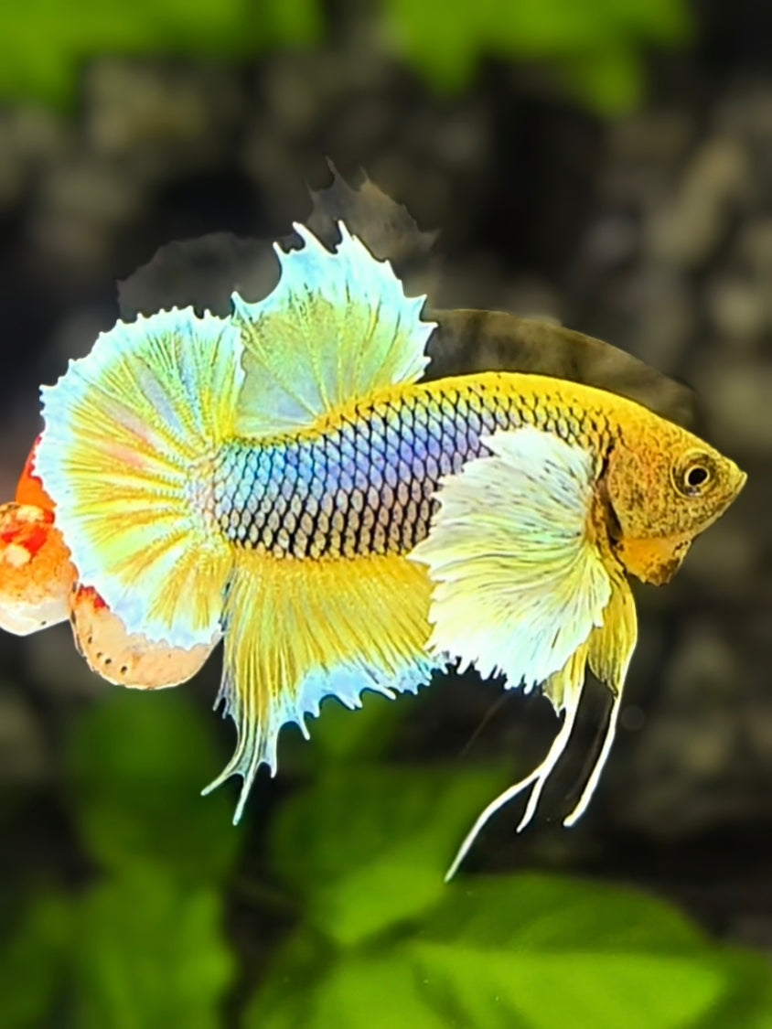 Yellow Salamander Dumbo Ears HMPK Betta Fish Male