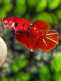 Red Tiger Koi Galaxy Halfmoon Betta Fish Female For Sorority / Breed