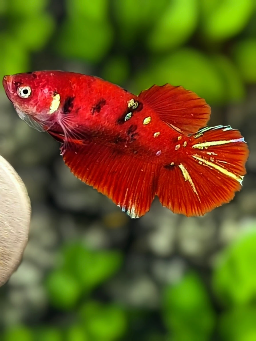Red Tiger Koi Galaxy Halfmoon Betta Fish Female For Sorority / Breed