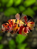 Nemo Koi Copper Gold Galaxy Over  HMPK Betta Fish Male #RKC