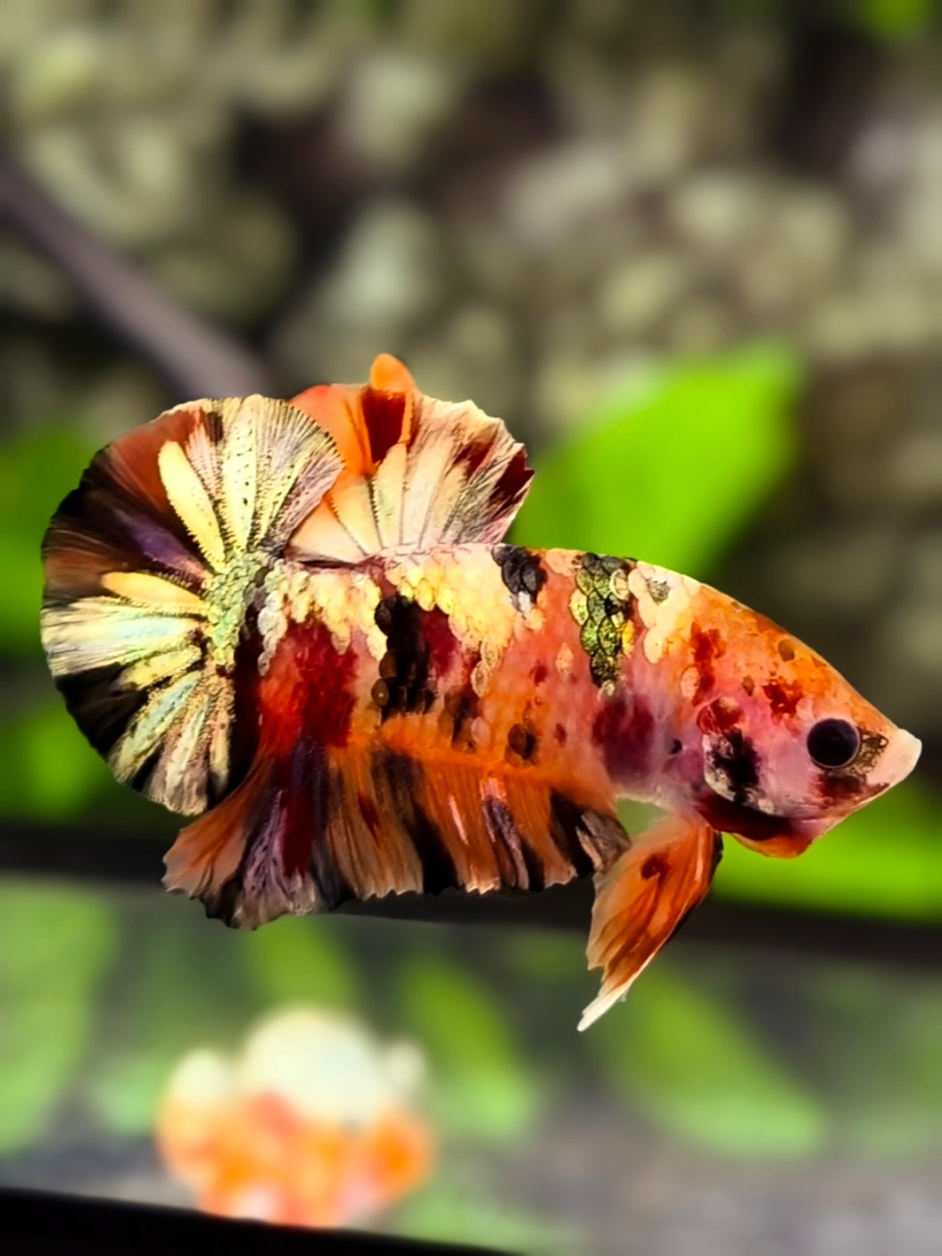 Orange Candy Copper Gold Galaxy Over HMPK Betta Fish Male