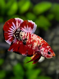 Red Koi Copper Galaxy HMPK Betta Fish Male #RKC