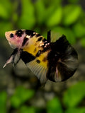 Yellow Tiger Koi Copper Galaxy Over HMPK Betta Fish Male #YKG