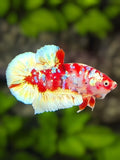 Red Barongsai Galaxy HMPK Betta Fish Male
