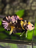 Yellow Tiger Koi Copper Galaxy Over HMPK Betta Fish Male #YKG