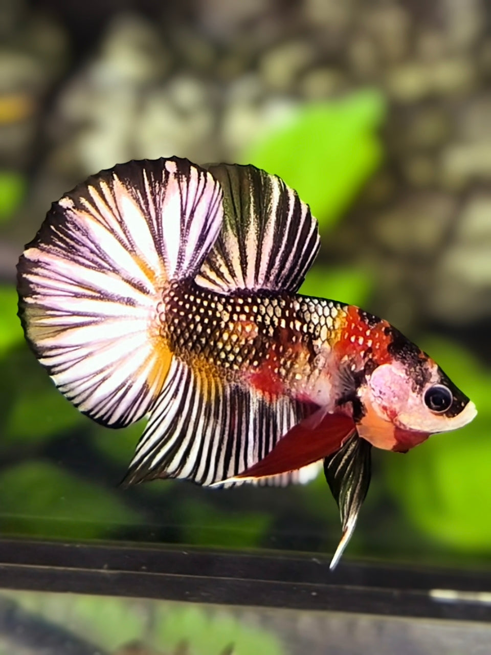 VIP Metalic Koi Copper BigTail Over HMPK Betta Fish Male