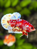Red Barongsai Galaxy HMPK Betta Fish Male