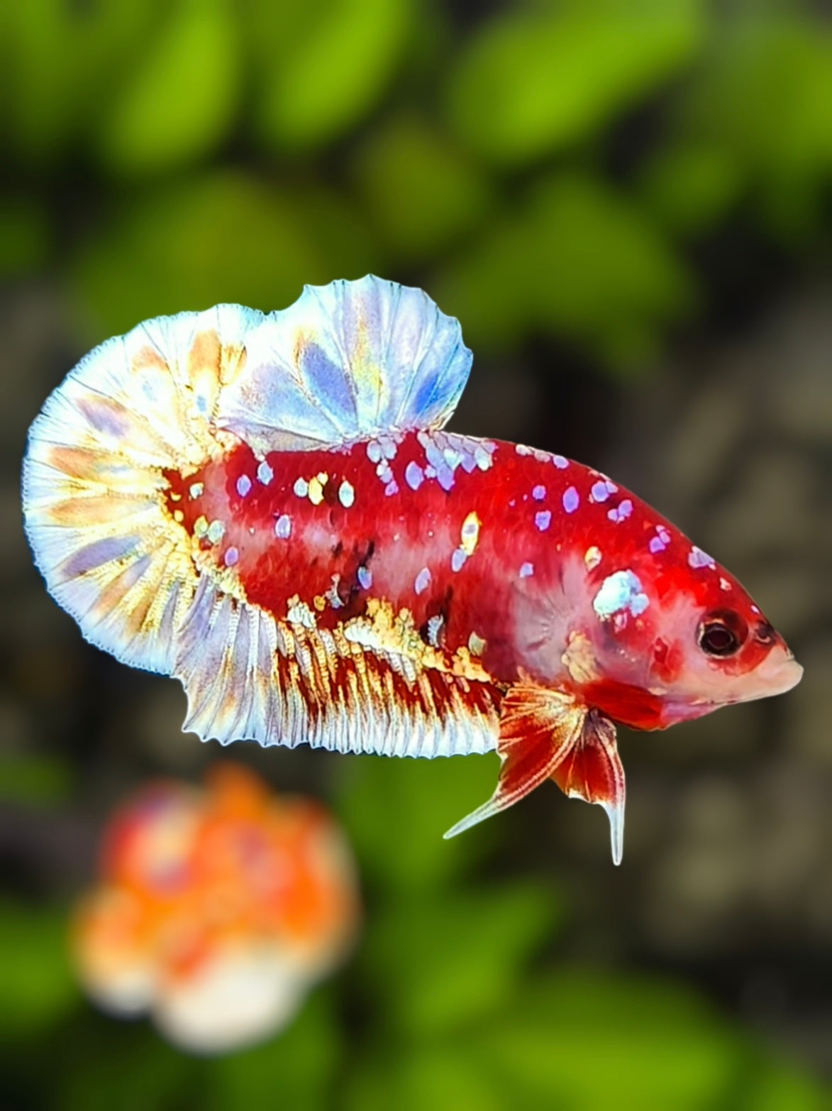 Red Barongsai Galaxy HMPK Betta Fish Male