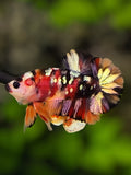 Nemo Koi Copper Gold Galaxy Over HMPK Betta Fish Male