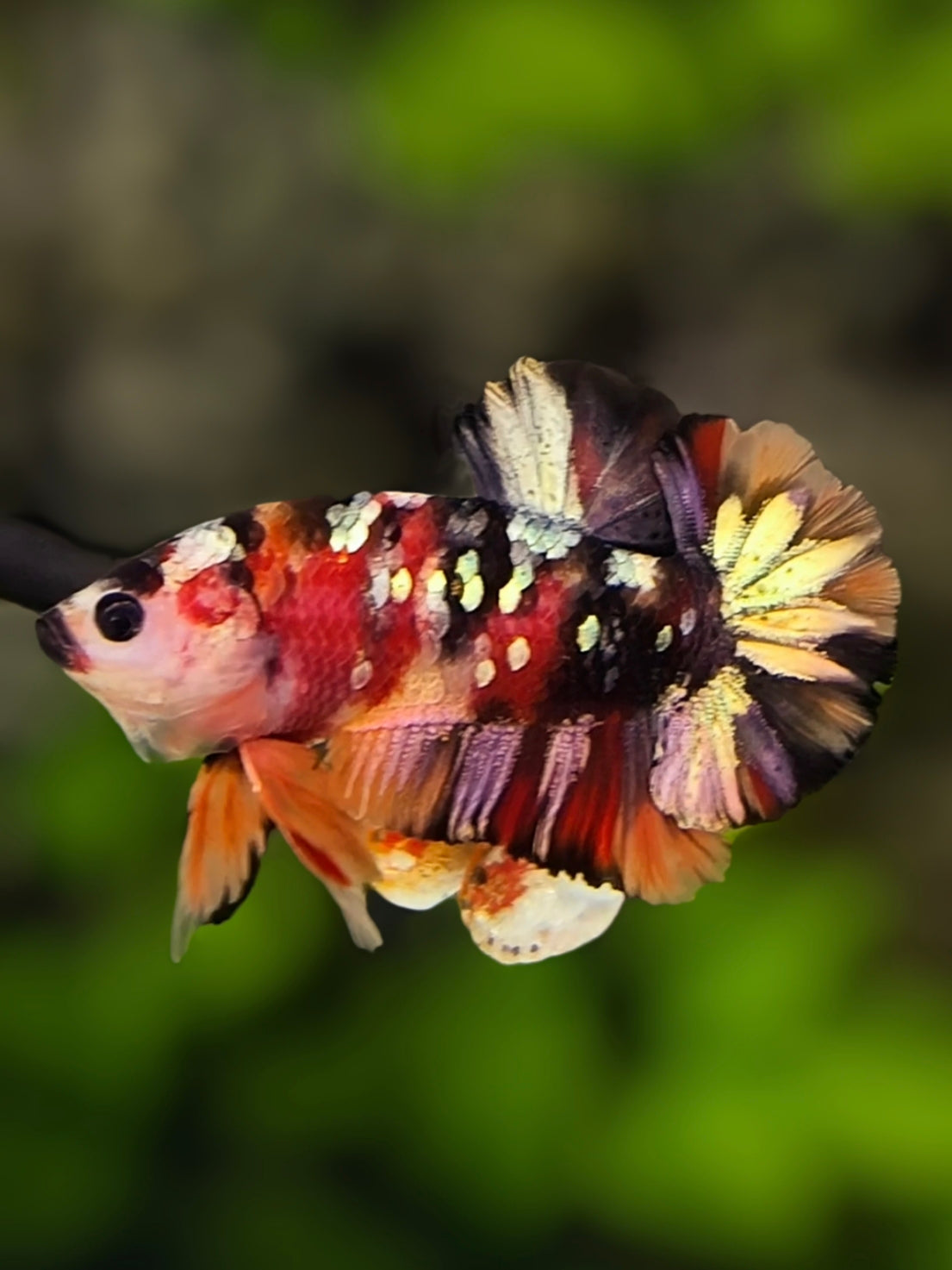 Nemo Koi Copper Gold Galaxy Over HMPK Betta Fish Male