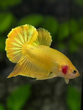 Solid Super Gold 24K HMPK Betta Fish Male