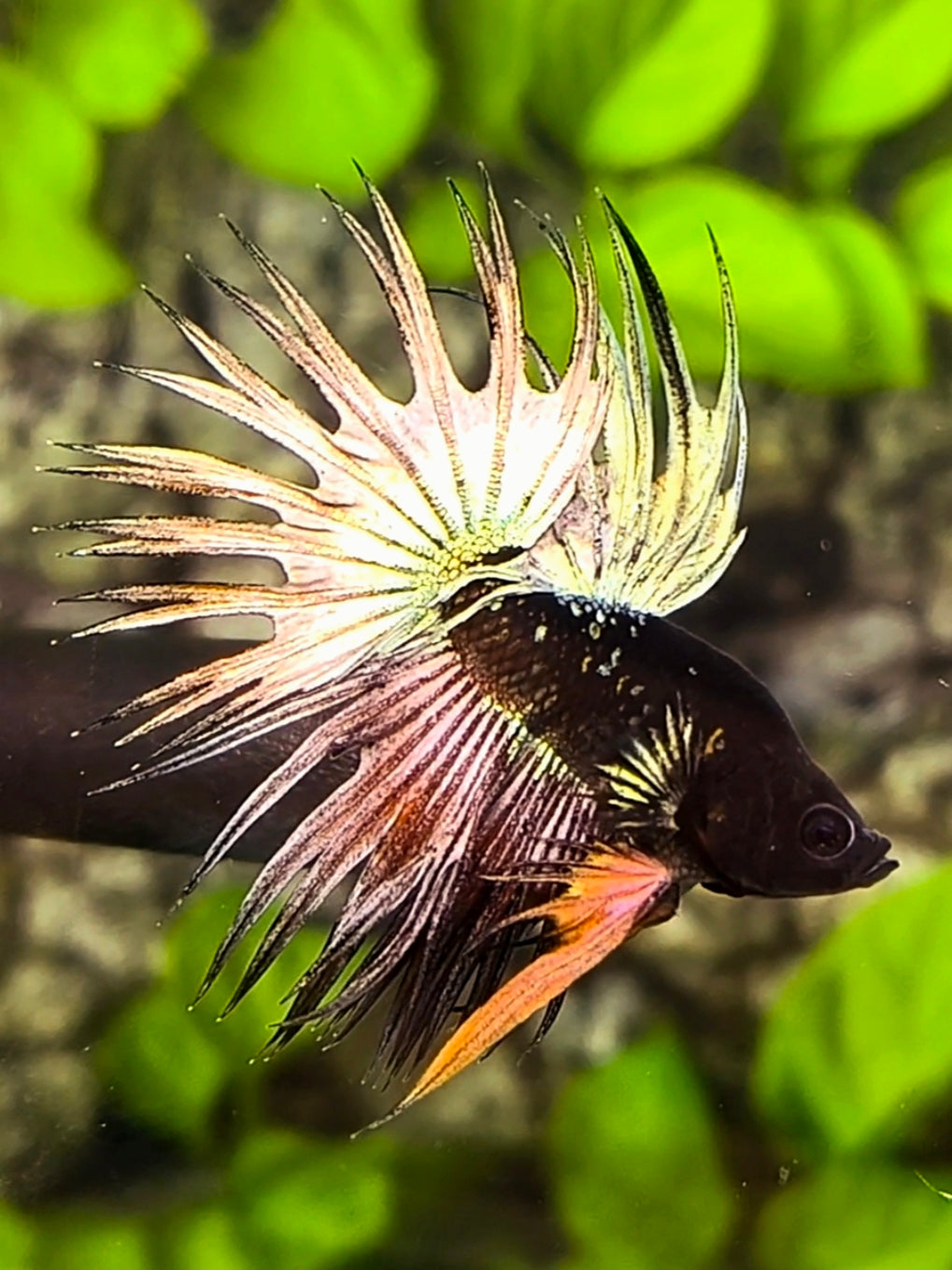 RARE Shortbody Avatar Copper Gold Crowntail Betta Fish Male