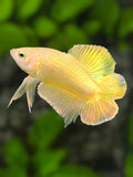 Solid Gold 24K Double tail HMPK Betta Fish Male