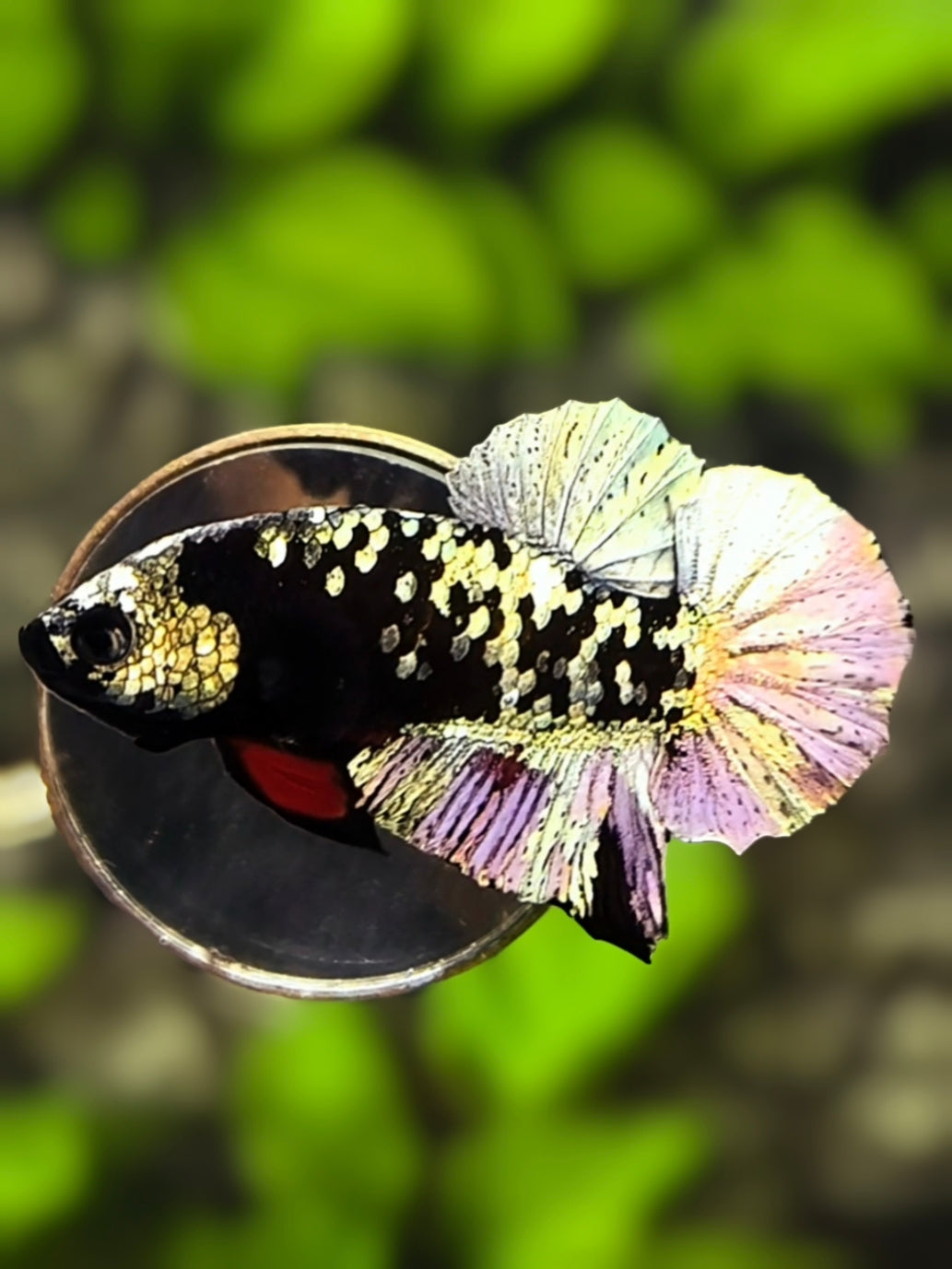 Avatar Copper Gold Over HMPK Betta Fish Male