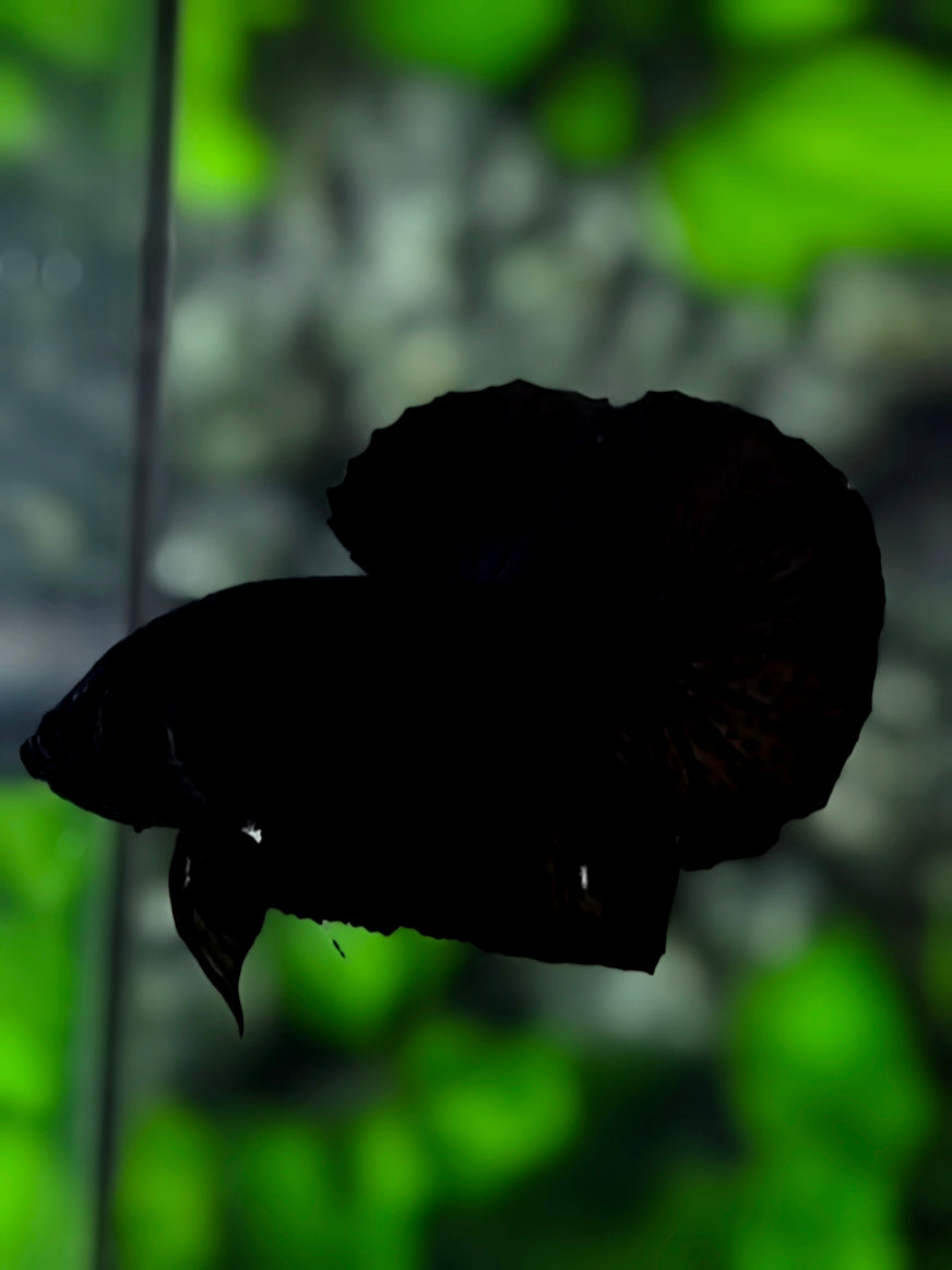 Solid Super Black HMPK Betta Fish Male