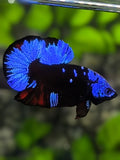Avatar Blackstar Blue HMPK Betta Fish Male