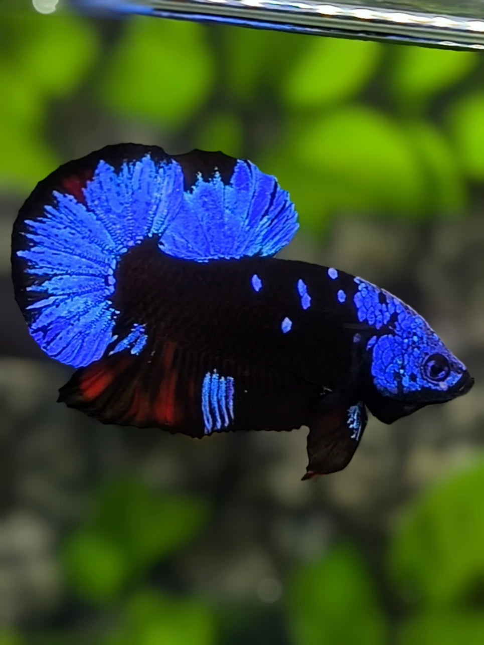 Avatar Blackstar Blue HMPK Betta Fish Male