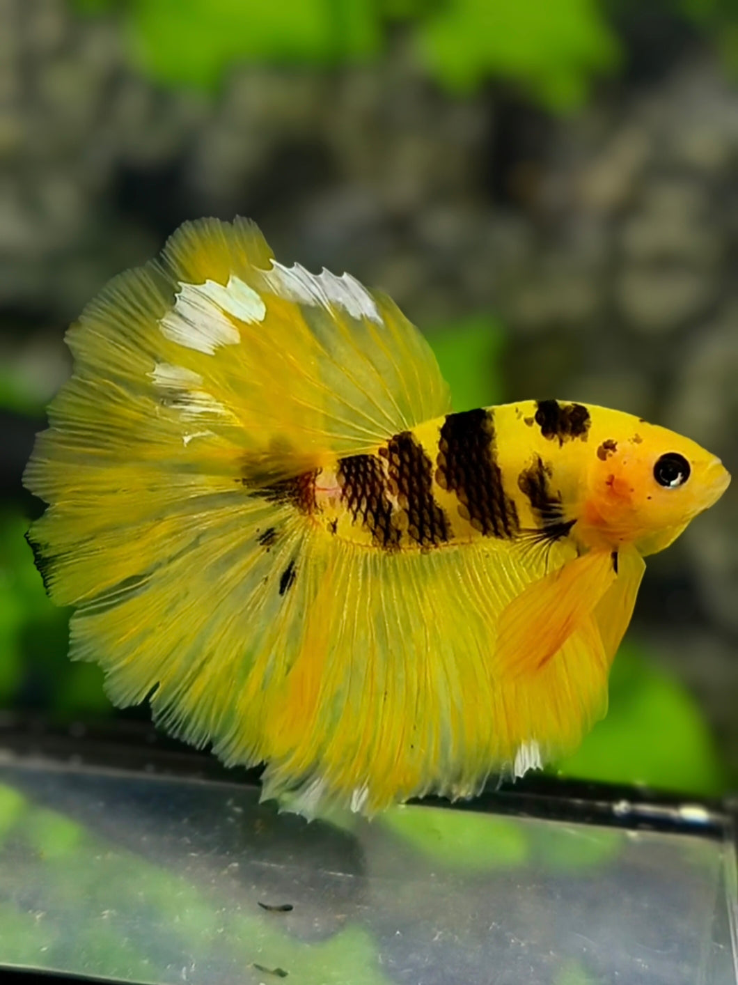 Yellow Bumble Bee Halfmoon Betta Fish Male #YKG