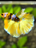 Yellow Gold Koi Tiger Galaxy Halfmoon Betta Fish Male #YKG