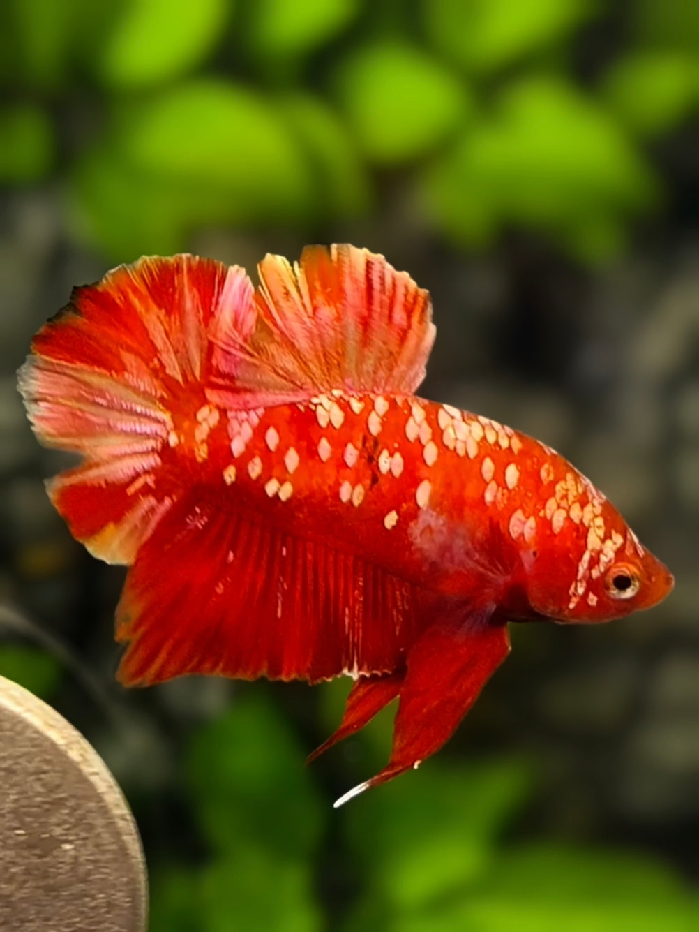 Red Gold Galaxy HMPK Betta Fish Male #RGG