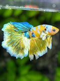 Yellow Koi Galaxy Halfmoon Betta Fish Male #YKG