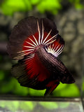 Black Copper Red Butterfly Halfmoon Betta Fish Male