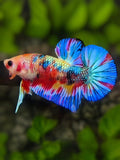 Multicolor Metalic HMPK Betta Fish Male