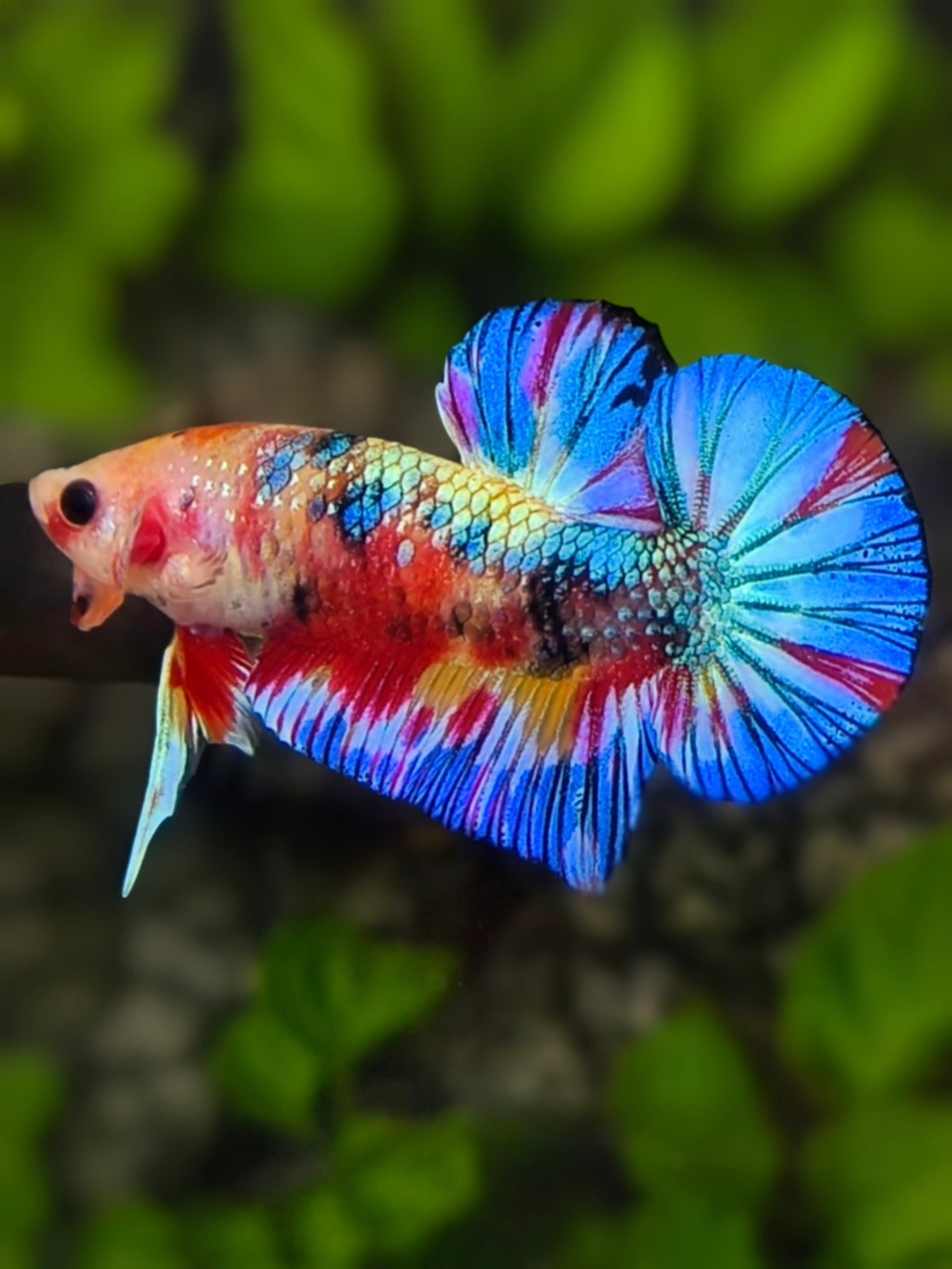Multicolor Metalic HMPK Betta Fish Male